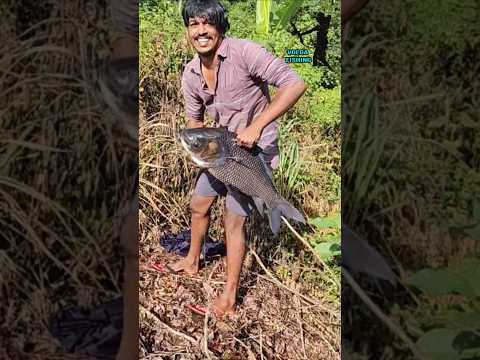 അടുത്ത കൊമ്പനെയും പൊക്കി മോനെ 😱#shorts