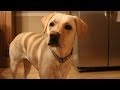 Understanding Your Dog's Love