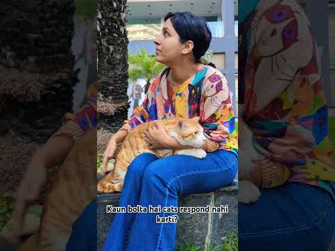 Ab Simba ekdum sahi hai #catvideos #animallife #animallover