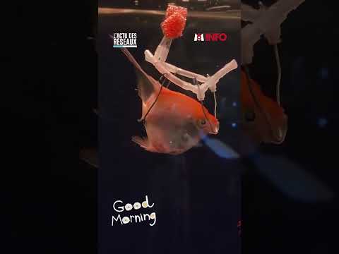 Il sauve son poisson atteint d'un cancer