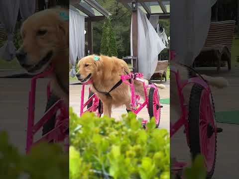 Vivendo os momentos ♥️ #love #goldenretriever #cockerspaniel #sharpei #pet