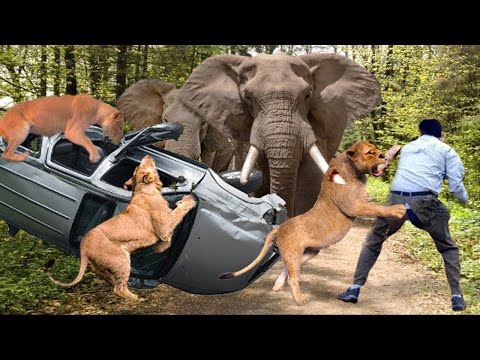 Earth Crisis! Angry Lion, Elephant Attacks Tourists And Cars Crazy - Wild Animals Attack 2024