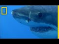 Great White Shark Facts and Behavior