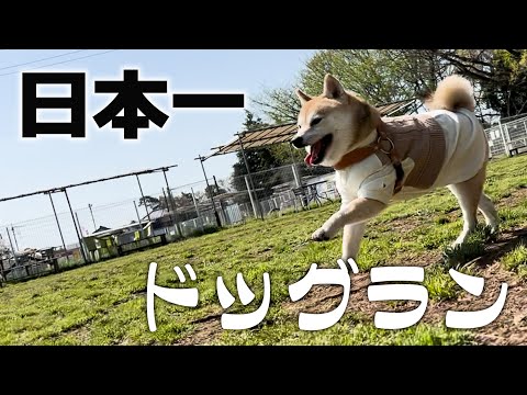 日本で一番広いかもしれないドッグランではしゃぐ柴犬【新京成ドッグラン松戸】