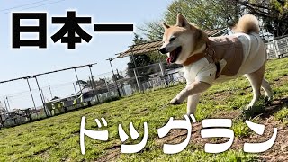 日本で一番広いかもしれないドッグランではしゃぐ柴犬【新京成ドッグラン松戸】