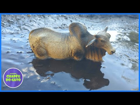 INCRÍVEL O TOURINHO ZEBU SE ATOLOU NO RIO!