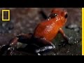 Strawberry Poison Dart Frog Quiz