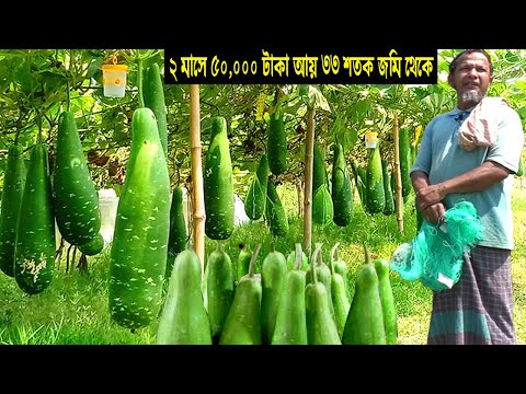 লাউ চাষ পদ্ধতি ও আয় ব্যয় নিয়ে অজানা তথ্য - ব্যবসার আইডিয়া অল্প পুঁজিতে - Bottle Gourd Farmin