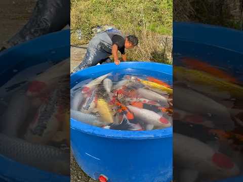 Great Koi Collection goes into Mega Koi Pond!! #shorts