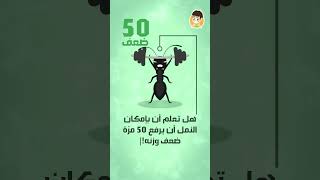 هل تعلم أن بإمكان النمل أن يرفع 50 مرّة ضعف وزنه!