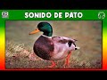 Duck Sounds and Terminology