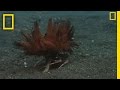 Carrier Crab and Its Unique Defense Mechanism
