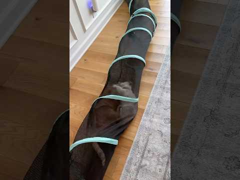 THE ULTIMATE ZOOMIES RECIPE 😂