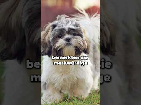 Was ein Riesen Hund ๐ฑ!
