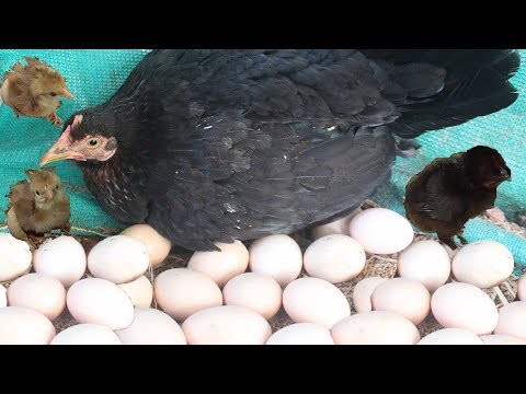 Hen eggs harvesting to chicks | country eggs to new "BORN" murgi birds smallest