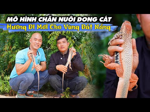 MÔ HÌNH NUÔI DONG CÁT, HƯỚNG ĐI MỚI CHO VÙNG ĐẤT NẮNG