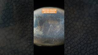 Watch a Cocoon Time-Lapse | #DeepLook #Shorts