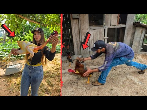 O FRANGO NÃO TEVE CHANCE, @XINGURUSTICO FOI MAIS RÁPIDO QUE UMA ONÇA 😂. Foi para panela