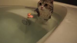 ぬいぐるみみたいな猫に今日も癒されるw