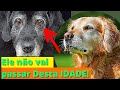 Saúde e Longevidade dos Cães