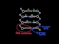 Exploring DNA Structure and Nucleic Acids
