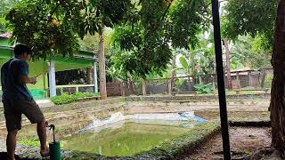 Siaran langsung Ino Gemink Live Streaming