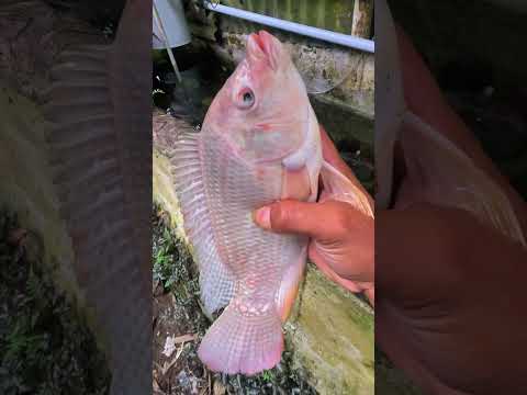 Bangkai hewan predator bisa jadi karya seni yang menakjubkan 😱#405 #petualangan #experiment #hewan
