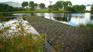Wickham Road Stormwater Ponds Retrofit