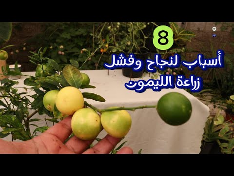 8 أسرار لنجاح شجرة الليمون  عامل واحد يحدد المصير