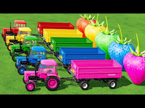 Transporter with Colors! TRANSPORTING & SPREADING MANURE with MINI URSUS TRACTORS & SPREADERS!