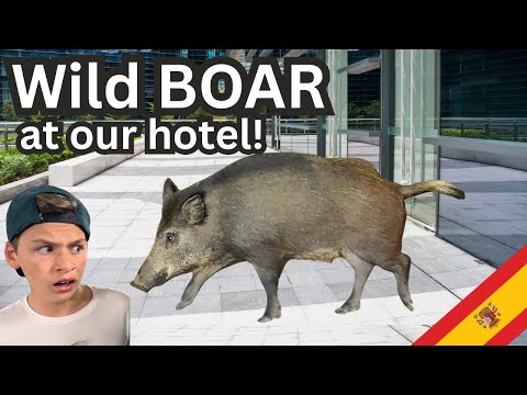 Wild BOAR Invades our Hotel!