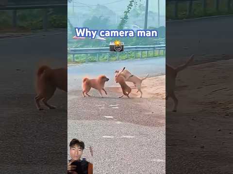 #dog #doglover #pets #animals #funny #lion #tiger #musicvideo #tigercubs #youpiano #camera #comedy
