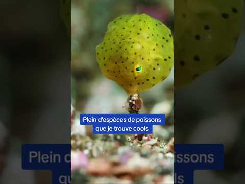 Les Poissons que Je Trouve Cools (Épisode 1) 🐡🐠