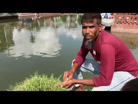 Best fishing spot 🎣 High tech park lake in Rajshahi Bangladesh 💚
