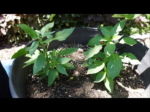 2025 Super Hot Grow Series Ep05 - We Have Pods!