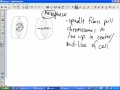Mitosis Phases and Processes