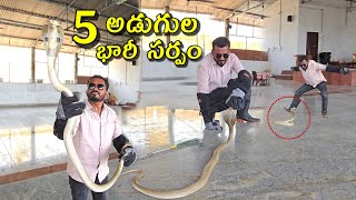 5 feet big size cobra snake Rescue ||గంగరా మంద గ్రామంలో రెస్క్యూ. Contact  7396969617
