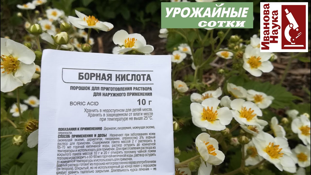 5 популярных подкормок, от которых стоит отказаться. Никогда их не используйте!