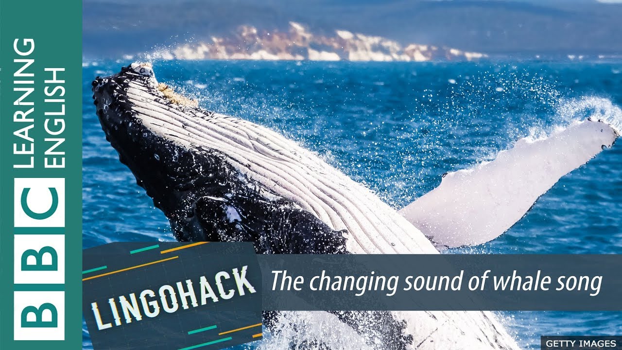 The changing sound of whale song: Lingohack