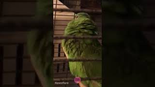 THE TEARS OF A GOOD BIRD 😂