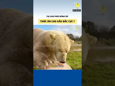Cách người ta cho gấu Bắc cực ở khu bảo tồn ăn #bietthemchut #factshorts