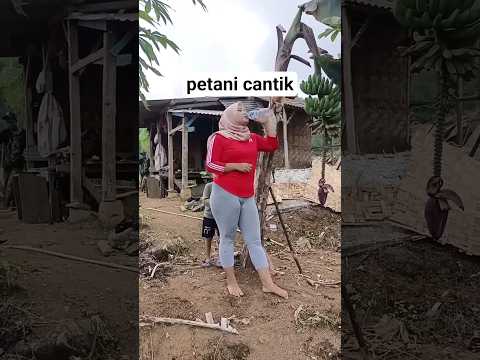 KOMEDI PETANI CANTIK DI DESA#shorts #viral #komedireceh #ngakak