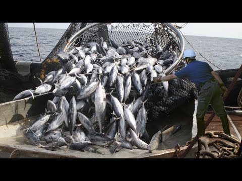 Amazing Giant Net Fishing Catch Hundreds Tons of Tuna - Amazing big catching on the sea