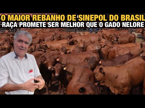 O FUTURO DA PECUARIA, RAÇA SINEPOL - LUCIANO MOSTRA A FAZENDA DE DUPLA APTIDÃO