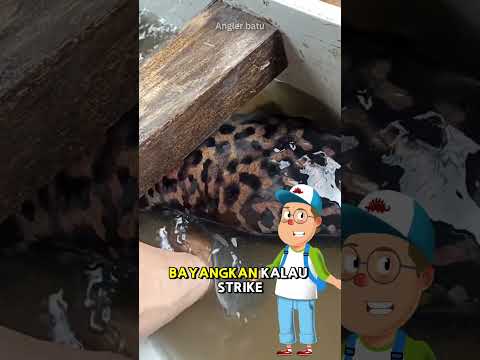 EMANGNYA TOMAN BESAR YA?