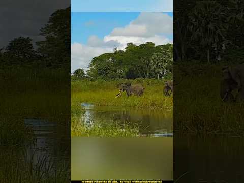 Crocodile vs Elephant