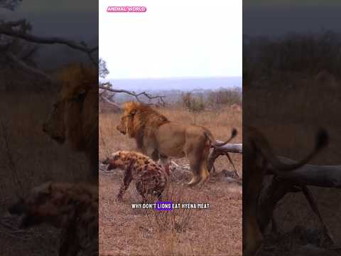 Why don't lions eat hyena meat? It turns out this is the answer #lion #hyena #animals