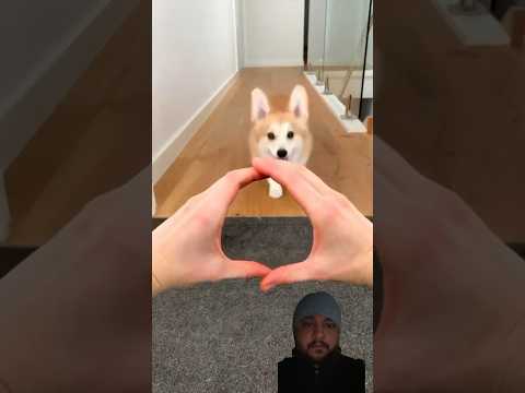 Dog Asmr dog|| cute dogs catching challenge|| dog viral #puppy #cutedoggos #dog #corgipup