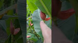 Ornamental pink flowering banana and how it grows