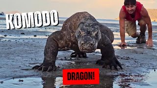 Surviving Komodo Dragons: Up Close Beach Encounter!